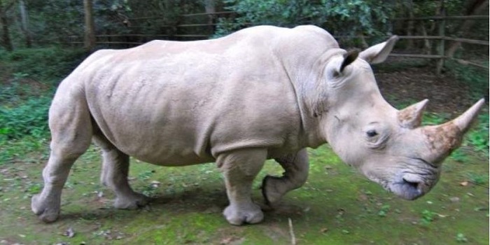 Генетики решили воскресить северных белых носорогов клонированием Подробнее читайте на Юж-Ньюз: http://xn----ktbex9eie.com.ua/archives/8262