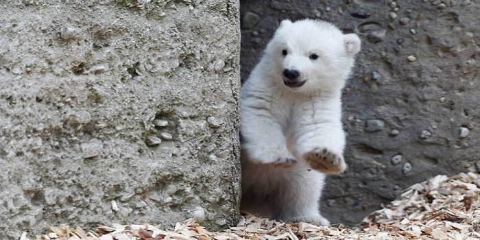 В Николаевском зоопарке показали как резвится маленький белый медведь. ВИДЕО Подробнее читайте на Юж-Ньюз: http://xn----ktbex9eie.com.ua/archives/10604