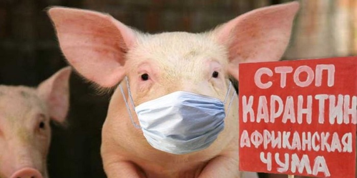 В Одесской области объявили карантин из-за вспышки чумы свиней Подробнее читайте на Юж-Ньюз: http://xn----ktbex9eie.com.ua/archives/12191