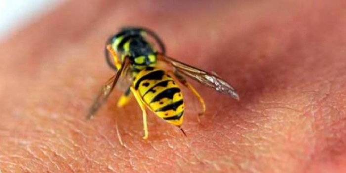 Что делать, если ужалили оса, пчела или шершень Подробнее читайте на Юж-Ньюз: http://xn----ktbex9eie.com.ua/archives/16294