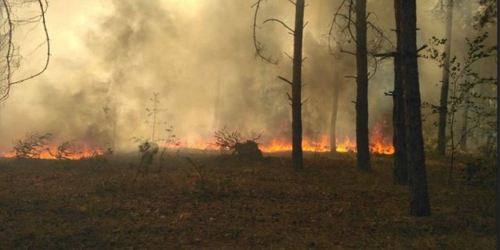 В Вознесенском районе возник масштабный лесной пожар. Фото, видео Подробнее читайте на Юж-Ньюз: http://xn----ktbex9eie.com.ua/archives/17962
