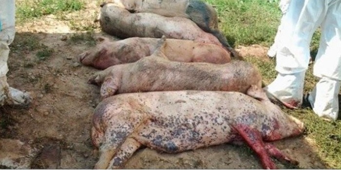 В Полтаве пытались пустить на колбасу стадо свиней, зараженных африканской чумой Подробнее читайте на Юж-Ньюз: http://xn----ktbex9eie.com.ua/archives/17730