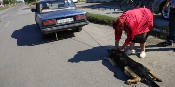 В Винницкой области привязанную к такси собаку протащили через весь город Подробнее читайте на Юж-Ньюз: http://xn----ktbex9eie.com.ua/archives/22361