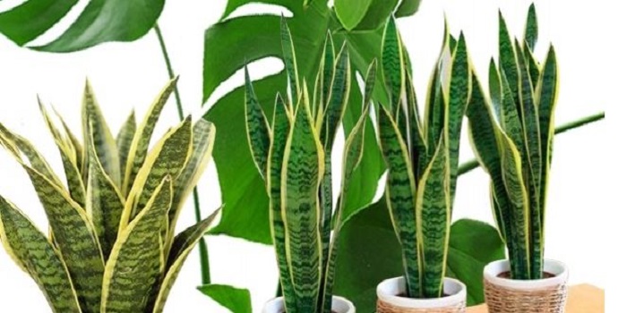 Три комнатных растения, улучшающих здоровье Подробнее читайте на Юж-Ньюз: http://xn----ktbex9eie.com.ua/archives/26585