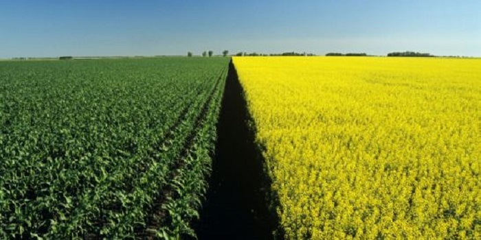 Мораторий на продажу земли продлили на год Подробнее читайте на Юж-Ньюз: http://xn----ktbex9eie.com.ua/archives/34014