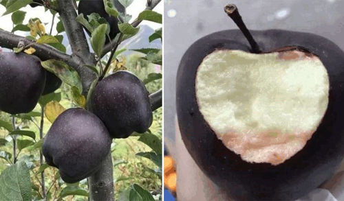 «Черный бриллиант» — редкий сорт яблок, о котором мало кто слышал  Подробнее читайте на Юж-Ньюз: https://xn----ktbex9eie.com.ua/archives/35078