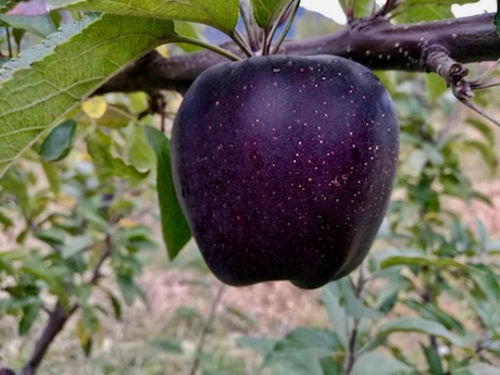 «Черный бриллиант» — редкий сорт яблок, о котором мало кто слышал  Подробнее читайте на Юж-Ньюз: https://xn----ktbex9eie.com.ua/archives/35078
