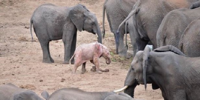 В Африке родился слоненок с розовым цветом кожи. Видео Подробнее читайте на Юж-Ньюз: http://xn----ktbex9eie.com.ua/archives/38627