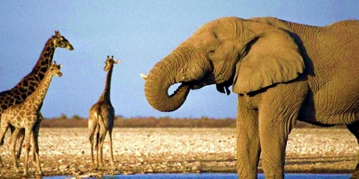 В зоопарке Николаева скоро поселятся слоны и жирафы Подробнее читайте на Юж-Ньюз: http://xn----ktbex9eie.com.ua/archives/53631