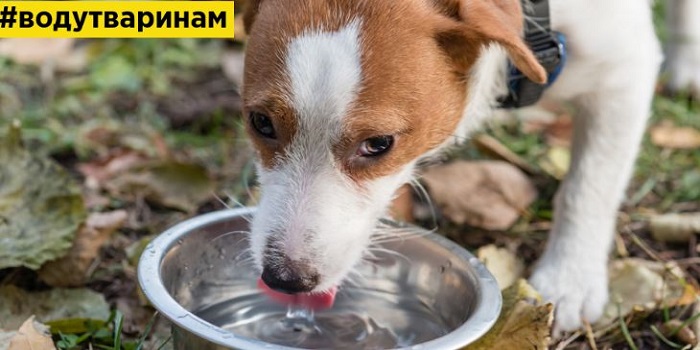 Супрун призвала украинцев напоить водой бездомных животных Подробнее читайте на Юж-Ньюз: http://xn----ktbex9eie.com.ua/archives/55304