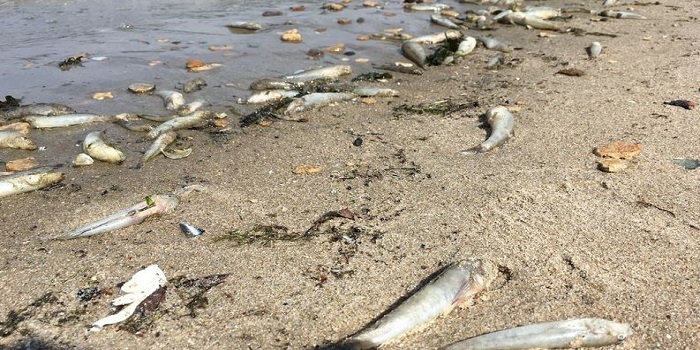 В Южном Буге зафиксирован массовый мор рыбы (ФОТО) Подробнее читайте на Юж-Ньюз: http://xn----ktbex9eie.com.ua/archives/59515