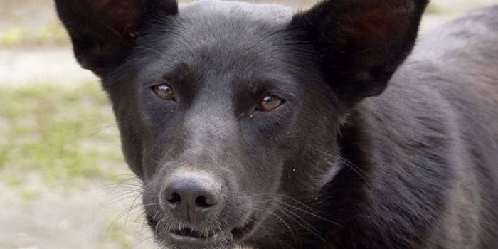 В Южноукраинске агрессивная собака нападает на людей Подробнее читайте на Юж-Ньюз: http://xn----ktbex9eie.com.ua/archives/59175