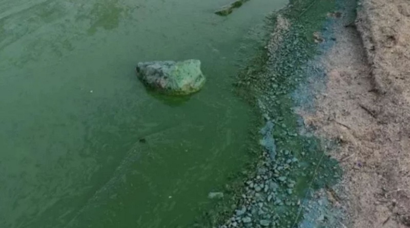 В Николаеве позеленела вода в реках — горожане массово делятся фотографиями
