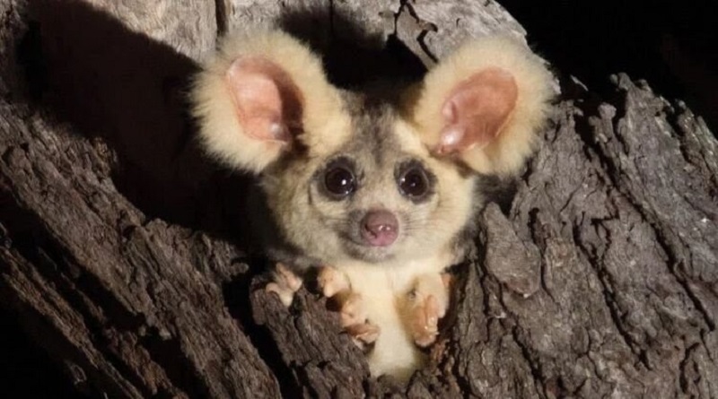В Австралии исследовали обнаружили два новых вида животных. Фото