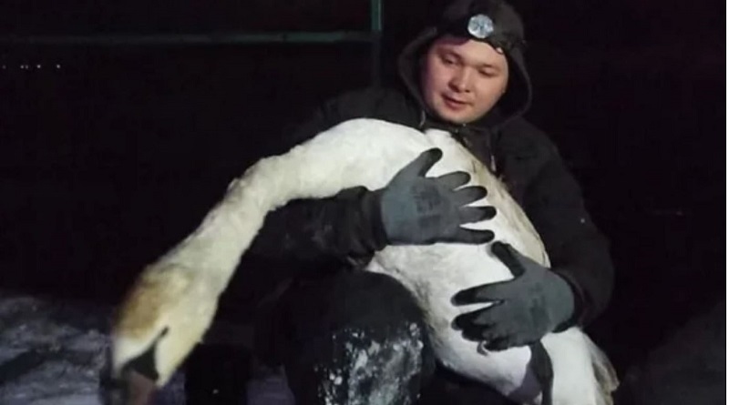 В Вознесенске неравнодушные жители спасли вмерзшего в лед лебедя