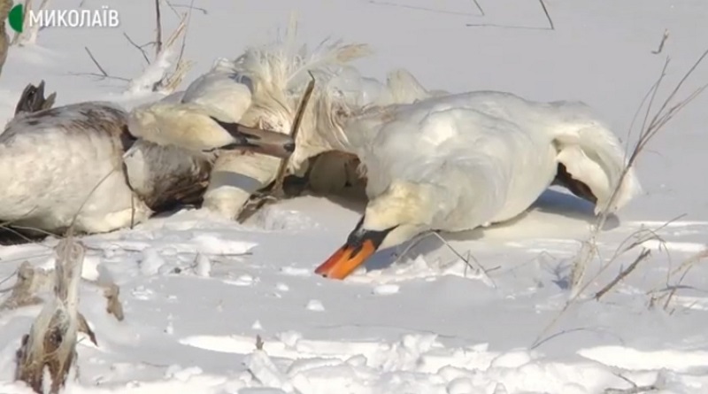 Расстрел лебедей в Николаевской области: появились подробности