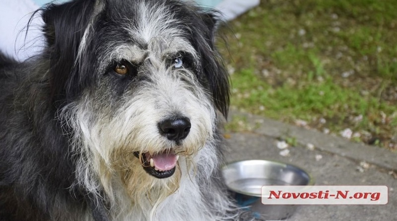 В Николаеве благодаря выставке около 20 бездомных собак «нашли» себе хозяев