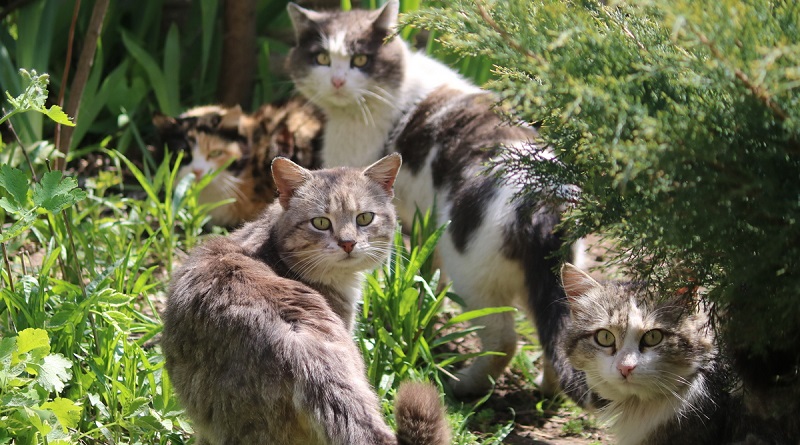 Южноукраїнськ - міськрада визнала котів екосистемою міста