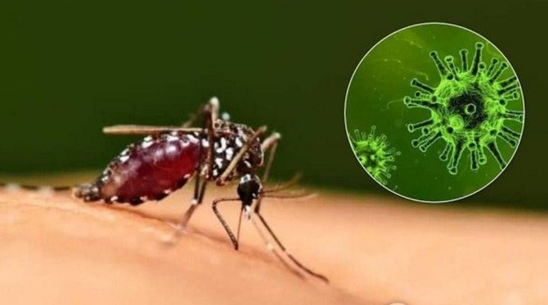 Названы удивительные средства защиты от комаров