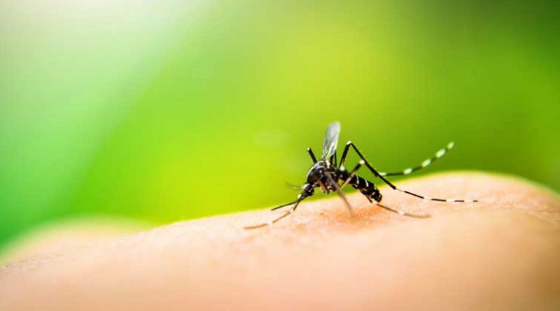 Чому одних людей комарі кусають постійно, а інших – ні?