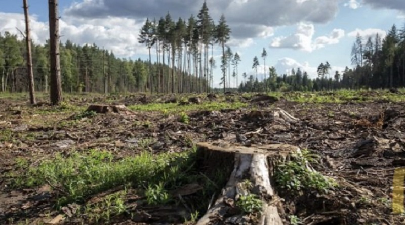Жителю Николаевской области грозит 7 лет тюрьмы за незаконную вырубку деревьев