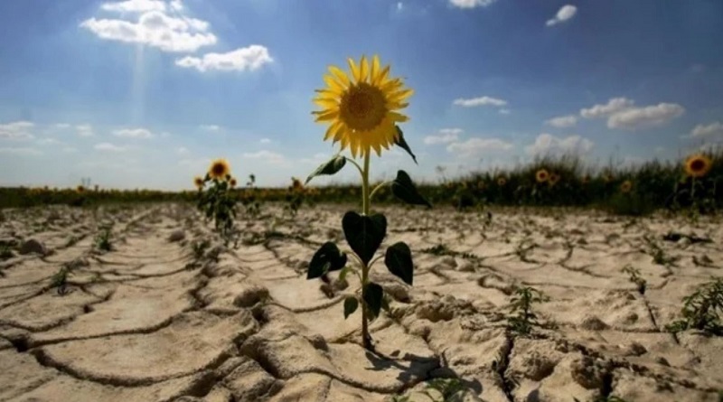 Украинский чернозем становится непригодным для земледелия: тревожный прогноз
