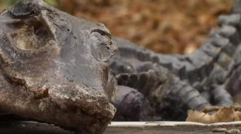 В центре Киева на клумбе нашли мертвого крокодила. Видео.