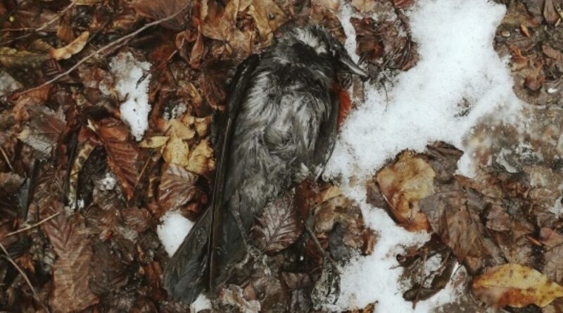 «В панике врезались в заборы и деревья»: в Черновцах из-за новогодних фейерверков погибли птицы.