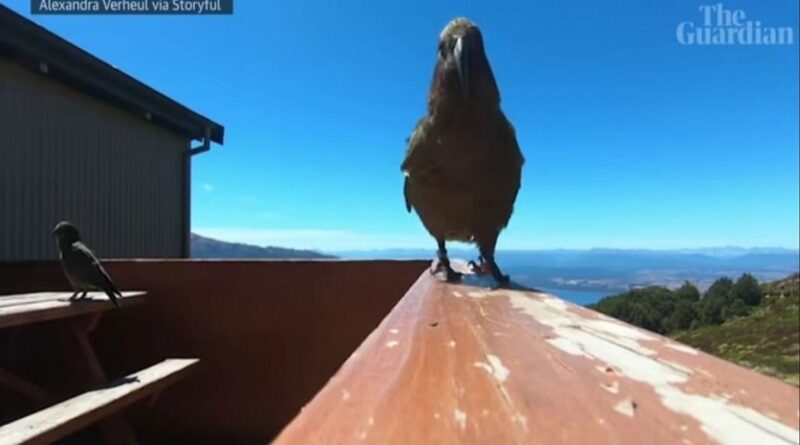 Попугай украл у путешественников камеру и наснимал редкие кадры (видео)