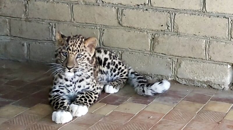В Николаевском зоопарке во время войны родился редкий леопард — в мире их осталось около сотни (фото)