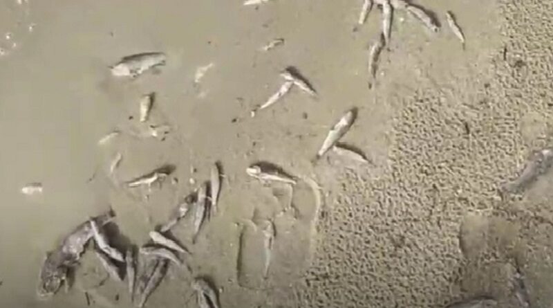 У Миколаєві масова загибель риби (відео)