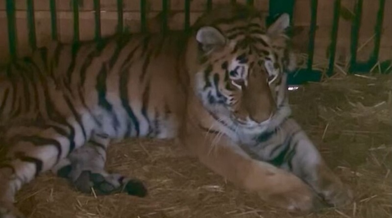У Центрі порятунку диких тварин під Києвом від удару ракети постраждала тигриця (відео)